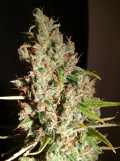 T.H. Seeds MOB feminizované semená