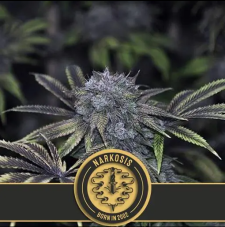BlimBurn Seeds Narkosis Feminized Seeds