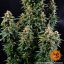 Watermelon Zkittlez Auto - autoflowering marijuana seeds 5 pcs Barney´s Farm