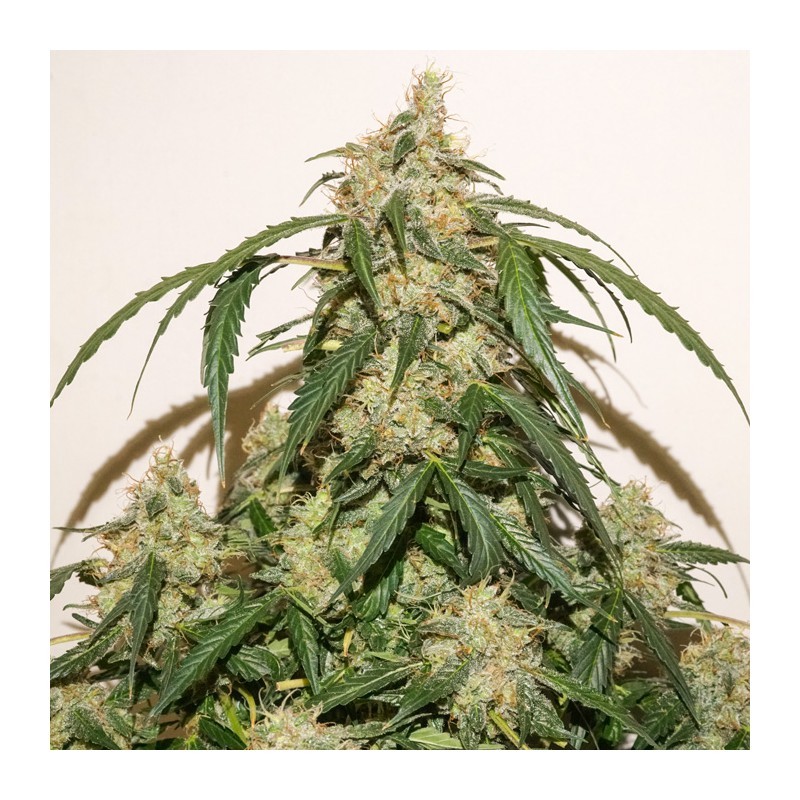 Auto Skywalker Haze®  - feminizovaná a samonakvétací semena 7 ks Dutch Passion