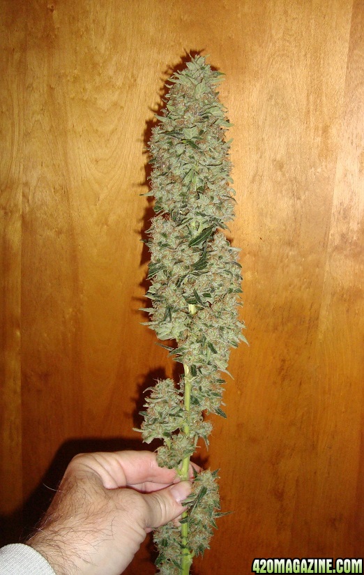 Lemon Thai Kush - feminizovaná semienka 5ks Humboldt