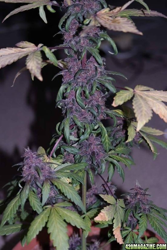 Bloody Skunk Auto - samonakvétací semínka 3 ks Sweet Seeds