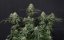 Tropicana Cookies FF - feminizované semená marihuany 5 ks Fast Buds