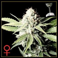 Great White Shark 10 ks (Indoor), feminizované semená Green House Seeds