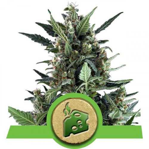Blue Cheese - fem. and 3 seeds Royal Queen Seeds