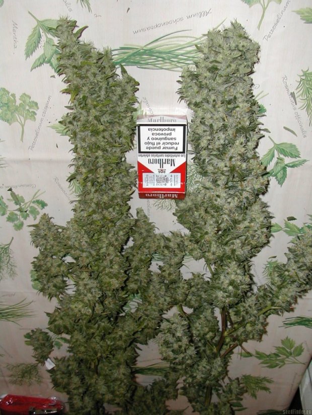 Monster - 9ks feminized semená Eva Seeds
