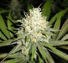 Emerald Triangle Cherry OG feminizovaná semena