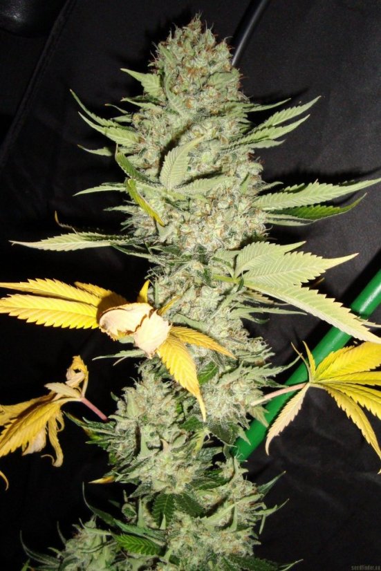 Mr Nice G13 x Hash Plant 10 ks štandardizované feminizované semená Sensi Seeds