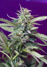 SAD Auto - 10 autoflowering seeds of Sweet Seeds