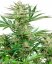 Malibu OG Gold - feminized cannabis seeds 5 pcs, Sensi Seeds