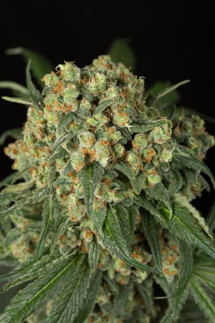 Big Kush - 3 feminizowane nasiona Dinafem