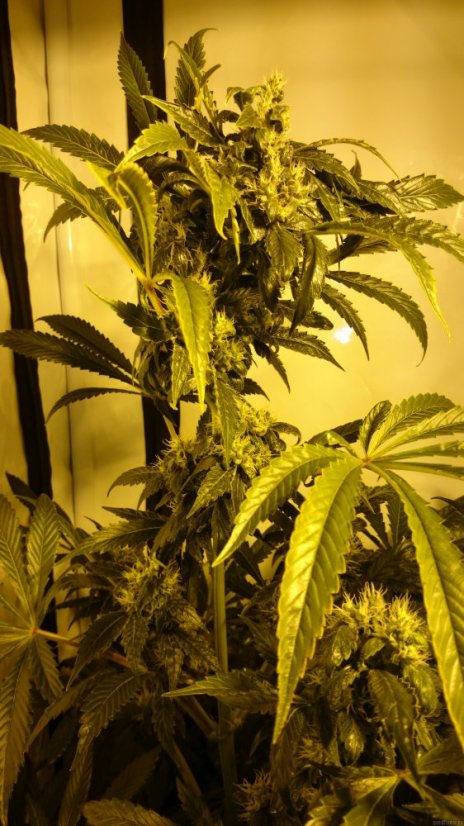 Critical Kush – feminizovaná semena 5 ks Barney´s Farm