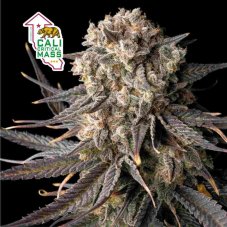 Cali Critical Mass Feminizowane Nasiona - 5