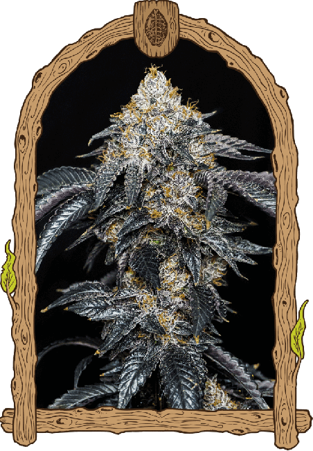 Quicklato Sherbet - feminized seeds, 10 pcs, Exotic Seed