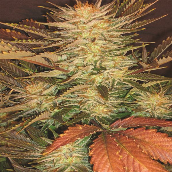 Lucid Bolt - 5 ks feminizovaná semínka Paradise Seeds