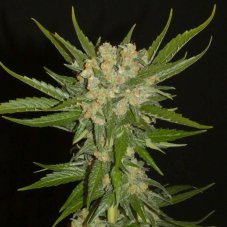 Khalifa Genetics Aladdin's Skunk regulérní semena