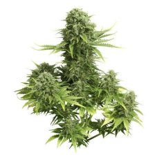 StarRyder autoflowering semínka 3ks Dutch Passion