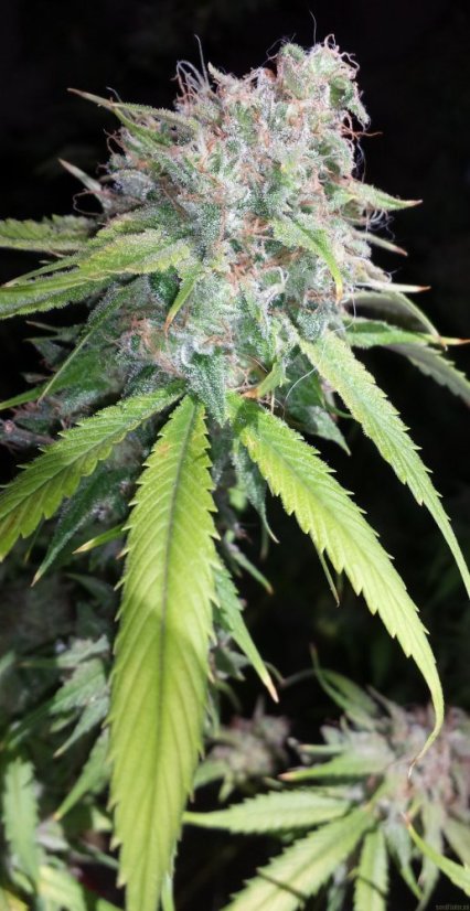 707 Headband - feminizovaná semienka 3ks Humboldt