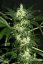 Dutch Dragon -  feminizovaná semínka 5 ks Paradise Seeds