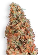 Power Plant - feminized seeds 10 pcs Dutch Passion