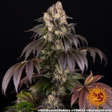 Girl Scout Cookies - gefeminiseerde zaden, 10 stuks, Barneys Farm