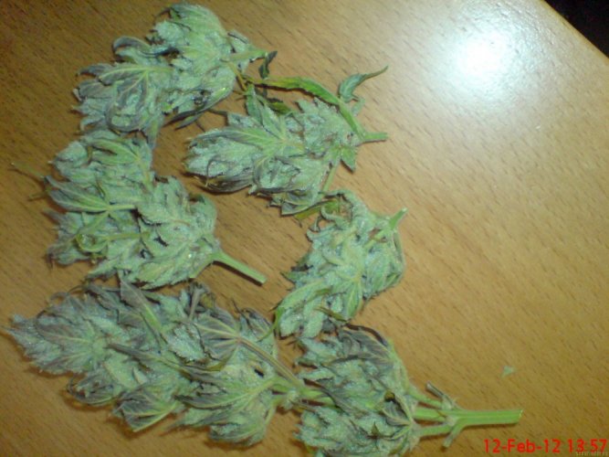White Dwarf - Blooming Seeds of Cannabis Buddha Seeds