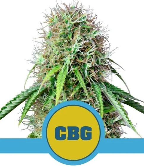 Royal CBG Automatic - samonakvétací semínka 5 ks Royal Queen Seeds