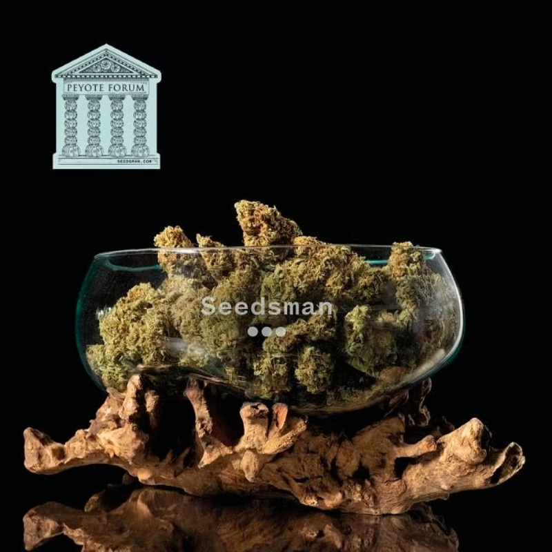 Peyote Forum - feminisierte Hanfsamen 3 Stück, Seedsman