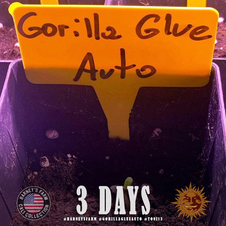 Gorilla Glue Auto - autoflowering marijuana seeds 5 pcs Barney's Farm