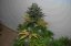 Black Jack Auto – 10 ks autoflowering semien Sweet Seeds