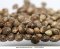 What substances does hemp seed contain