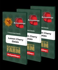 Lemon Cherry Gelato - nasiona feminizowane, 3 sztuki, Barney's Farm