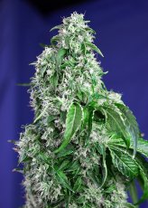 Big Devil Fast Version - feminizovaná semínka 3 ks Sweet Seeds