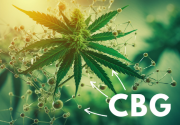 CBG: WAS SOLLTEN SIE ÜBER SEINE NEBENWIRKUNGEN WISSEN?