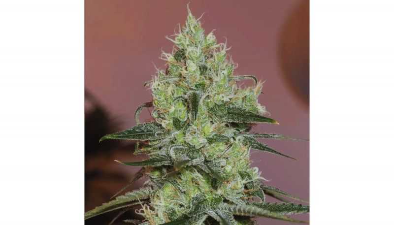 Original Amnesia - feminizovaná semena 3 ks, Fast Buds