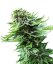 Northern Lights Automatic - feminized And autoflowering seeds 10 pcs Sensi Seeds