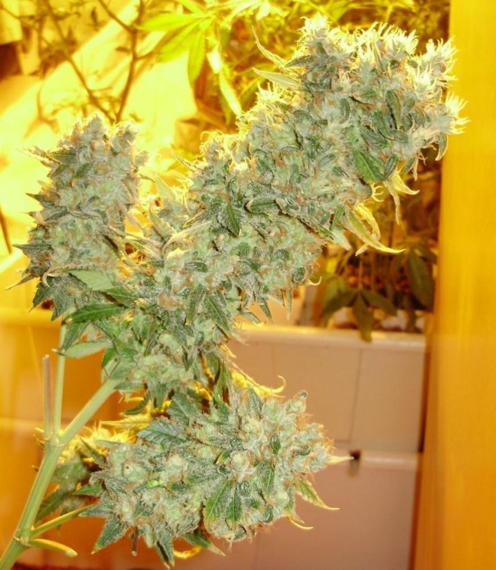 Ed Rosenthal Super Bud - semínka 10 ks standardizovaná Sensi Seeds