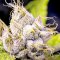 Mysterious Terpenes in Cannabis: Phellandrene and Myrcene