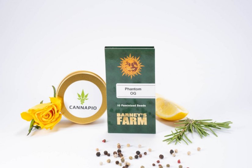 Phantom OG - feminizovaná semená 10 ks Barney's Farms