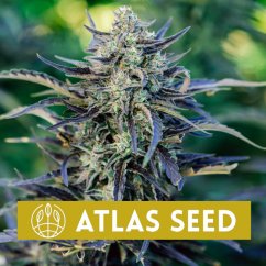 Fog Dog Auto - autoflowering marijuana seeds, 5pcs Atlas Seed