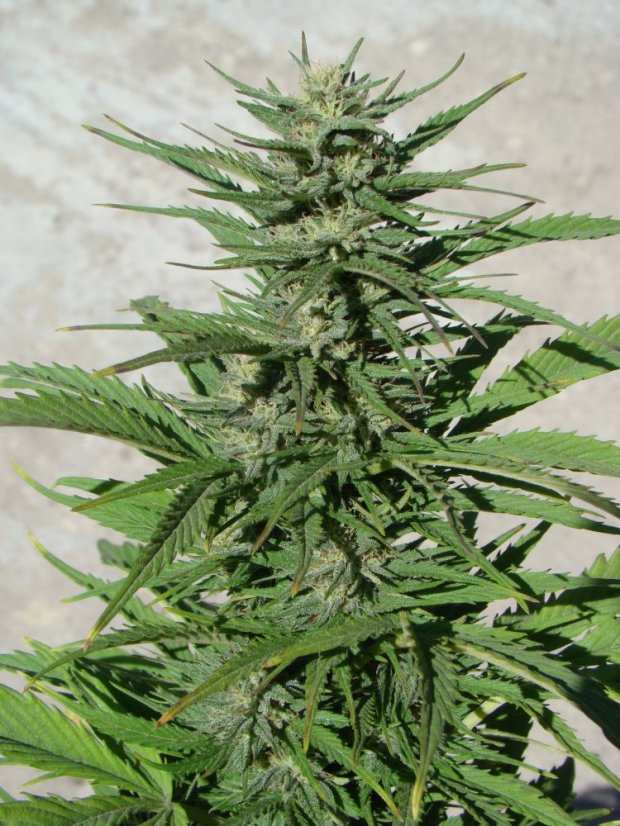 AutoDurban Poison®- autoflowering semienka 3ks Dutch Passion