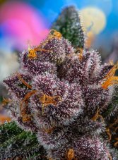 Red Strawberry Banana Auto - feminizovaná semienka 3 ks Sweet Seeds