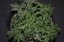 Red Dragon – feminizované semienka 10 ks Barney Farms