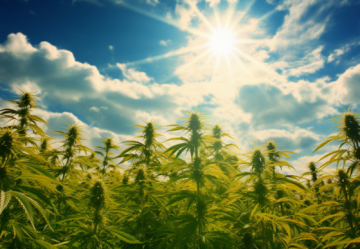 SUNLIGHT AND ITS IMPORTANCE FOR THE GROWTH OF OUTDOOR CANNABIS