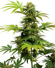 Black Harlequin CBD - feminizované semienka 5 ks, Sensi Seeds