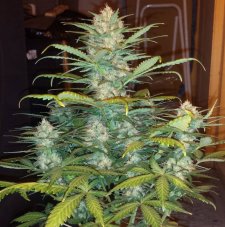 West Coast O.G. Auto - samonakvétací semena marihuany 3 ks Fast Buds