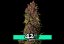 Crystal Meth Auto - automatycznie kwitnące nasiona marihuany 10 szt Fast Buds