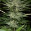 Black D.O.G. - feminizovaná semínka 3ks Humboldt