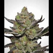 Fair Seeds Gush Mints S1 feminizované semená
