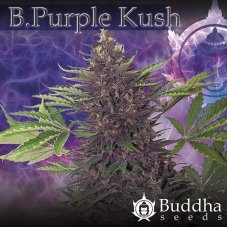 Purple Kush - selbstblühende Samen Buddha Seeds